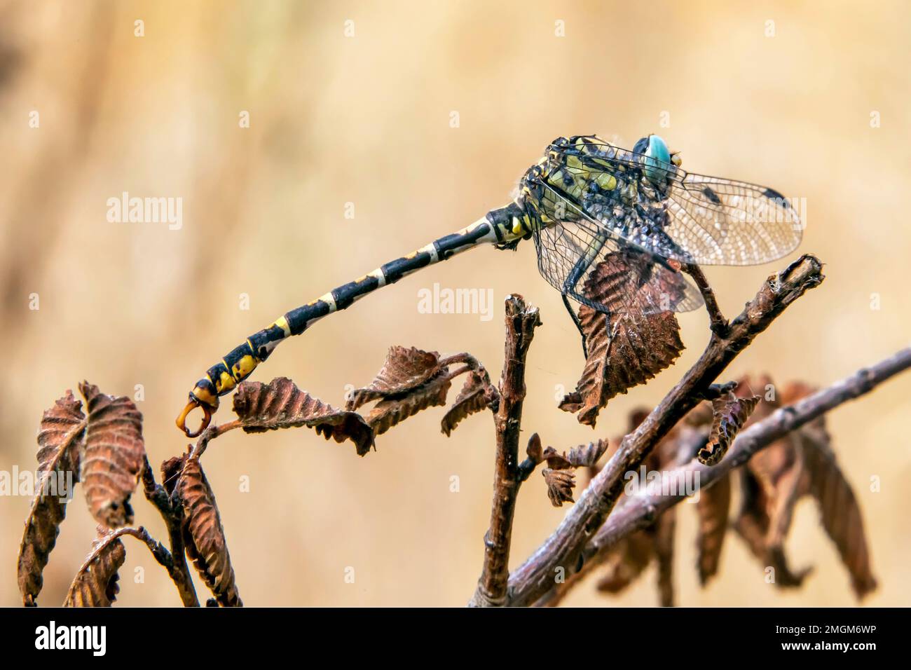 Blueeyed hooktailed dragonfly (Onychogomphus uncatus) male on a dry