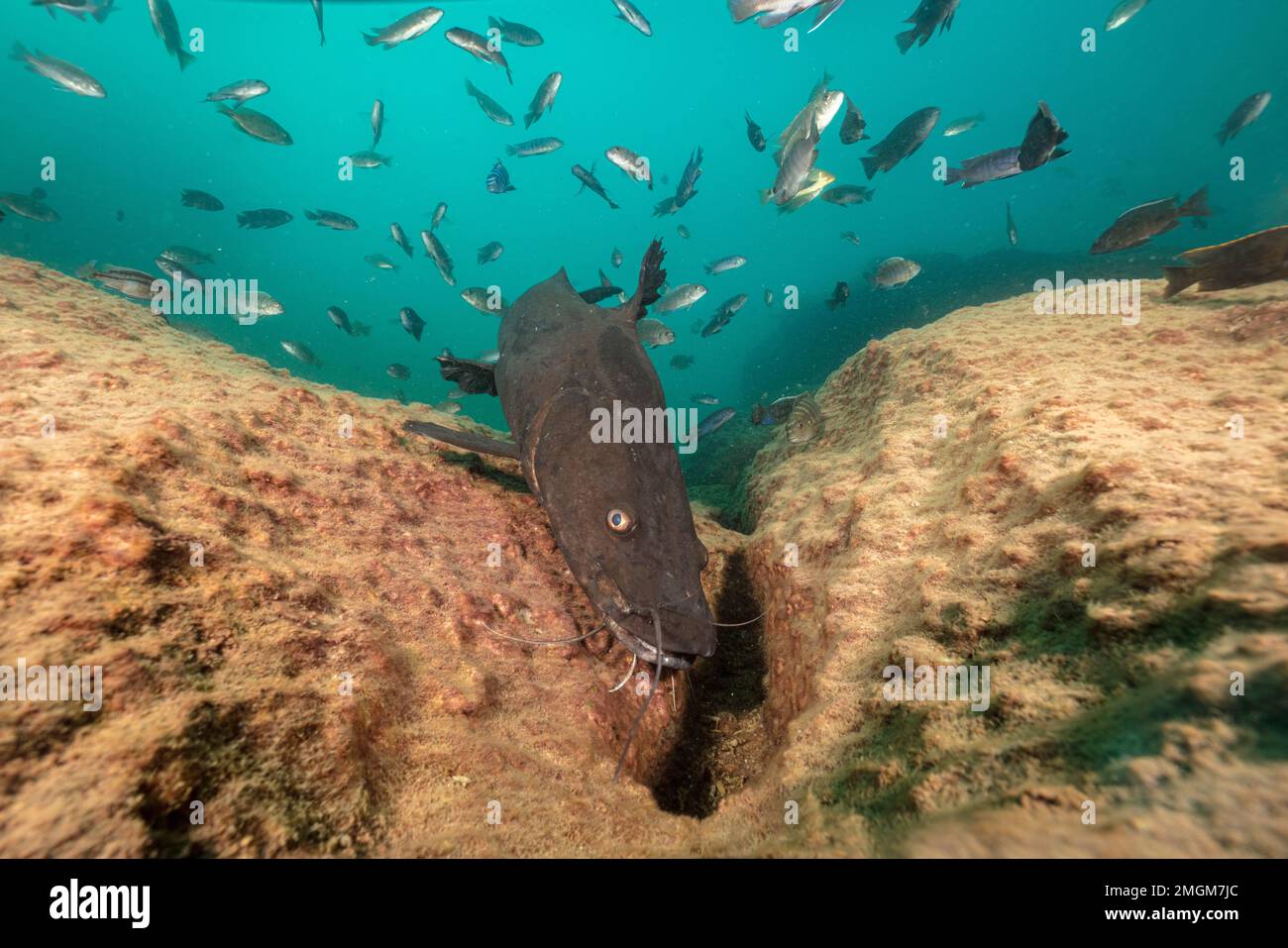 Kampango Catfish (Bagrus meridionalis) Thumbi West island, Lake Malawi, Malawi, Africa Stock
