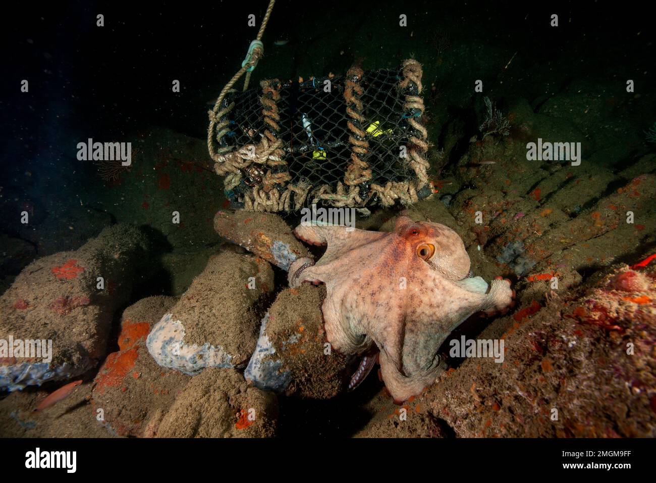 Octopus Shellfish Common octopus (Octopus vulgaris) approaching a shellfish trap to ...