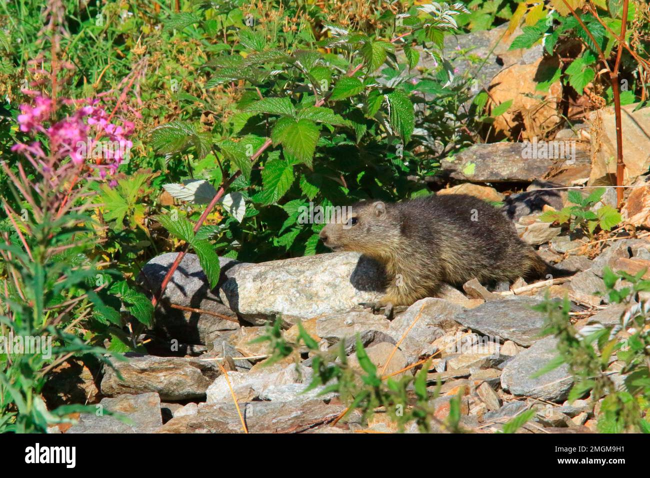 Alpine marmot (Marmota marmota) young on rock, Isere, France Stock Photo