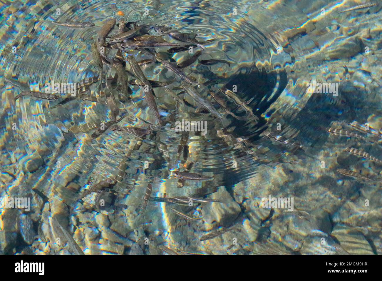 Eurasian minnow (Phoxinus phoxinus) below the surface, Lac du Lauvitel