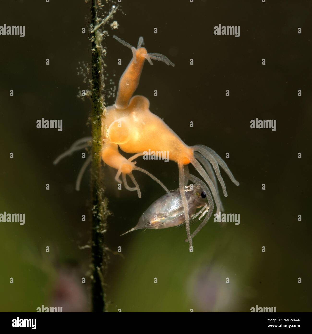 Hydra from catching a daphnia to swallow it - in a pond - city of ...