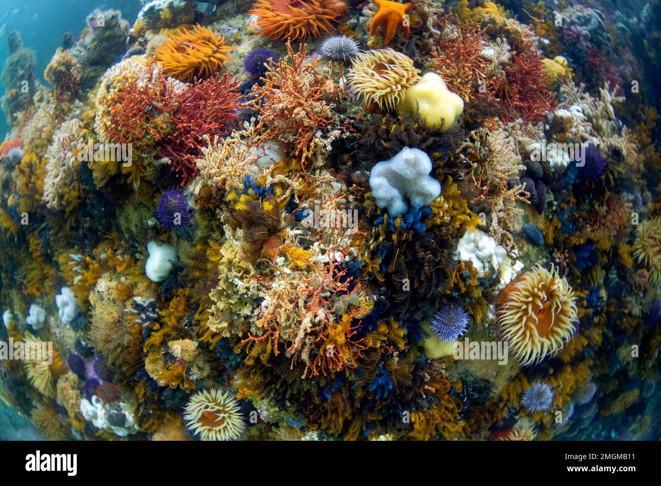 underwater atmosphere - Cap of good hope - south africa - atlantic ocean Stock Photo