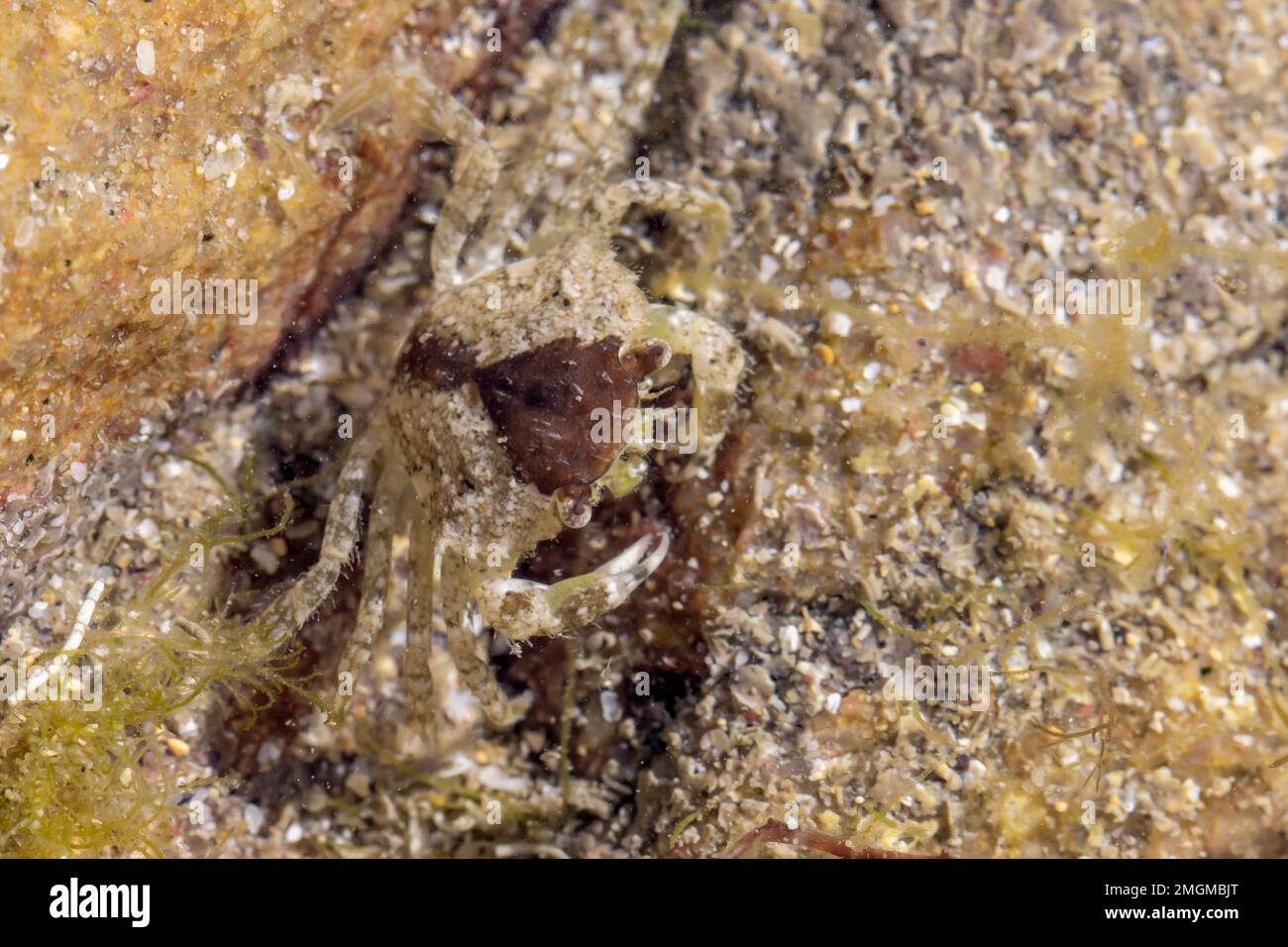 Common shore crab (Carcinus maenas) juvenile in an intertidal pool ...