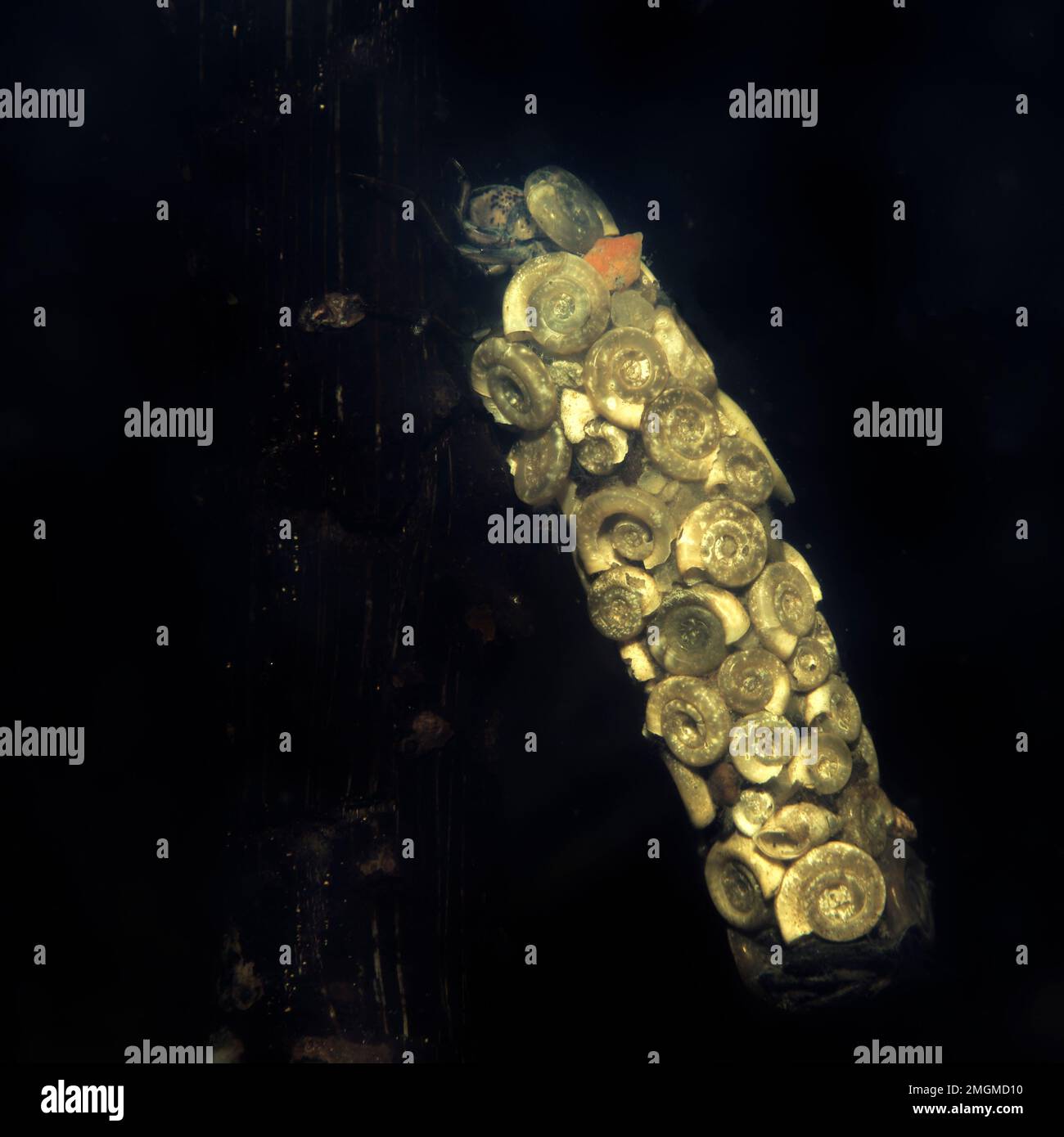 Caddisfly larva in its sheath made of aquatic gastropod shells Loir