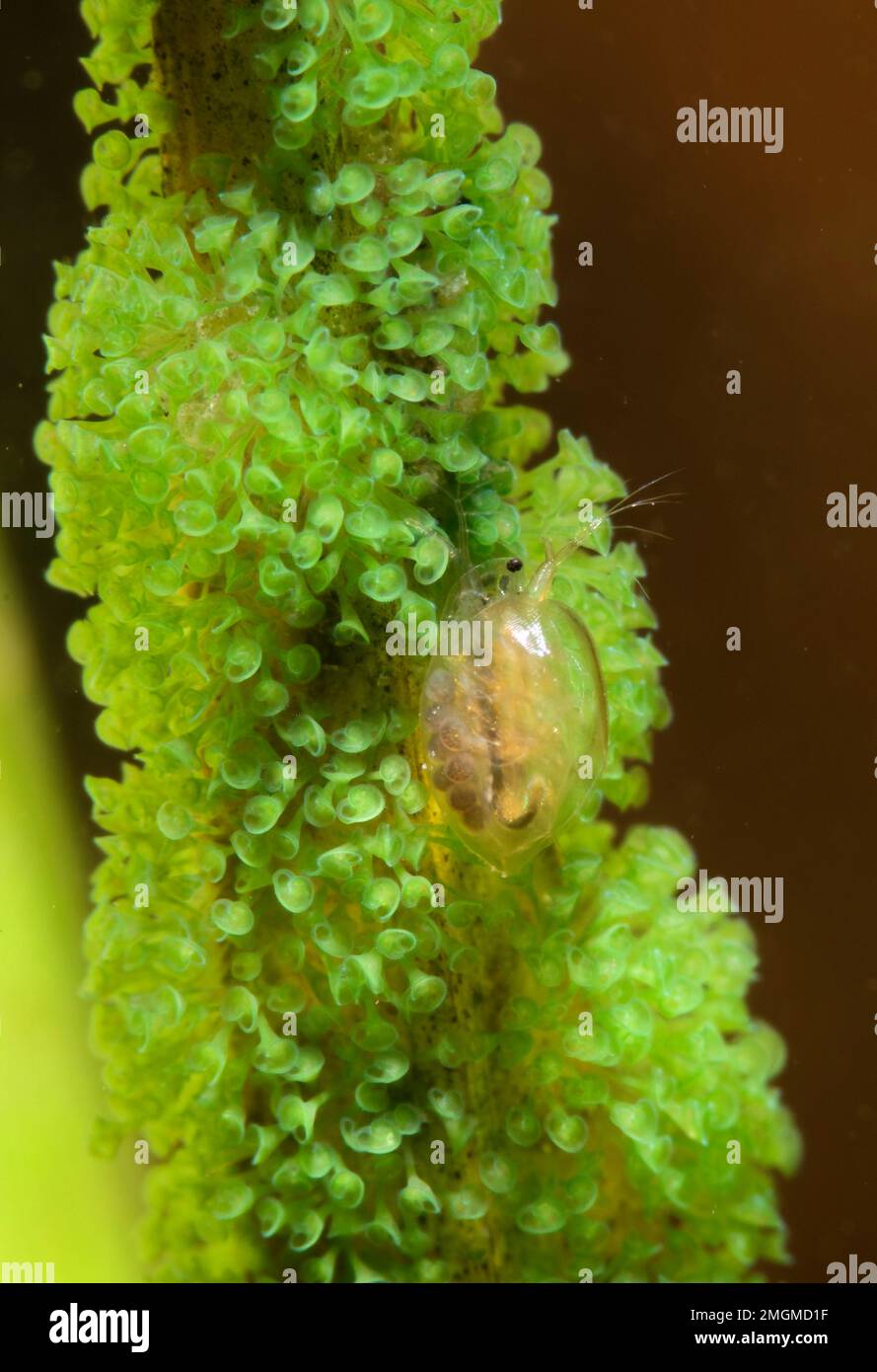 Pregnant crustacean hi-res stock photography and images - Alamy