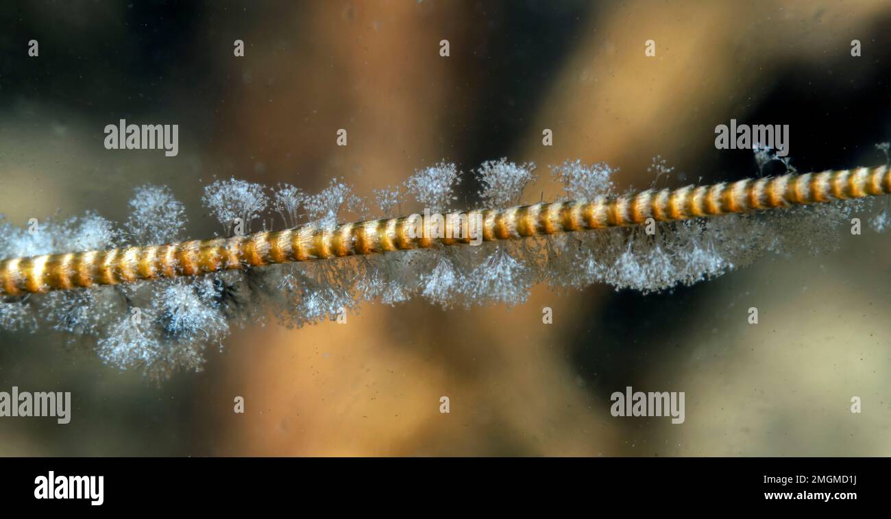 Antenna of Red swanp crayfish (Procambarus clarkii) in a pond city of Couffy Loir et Cher