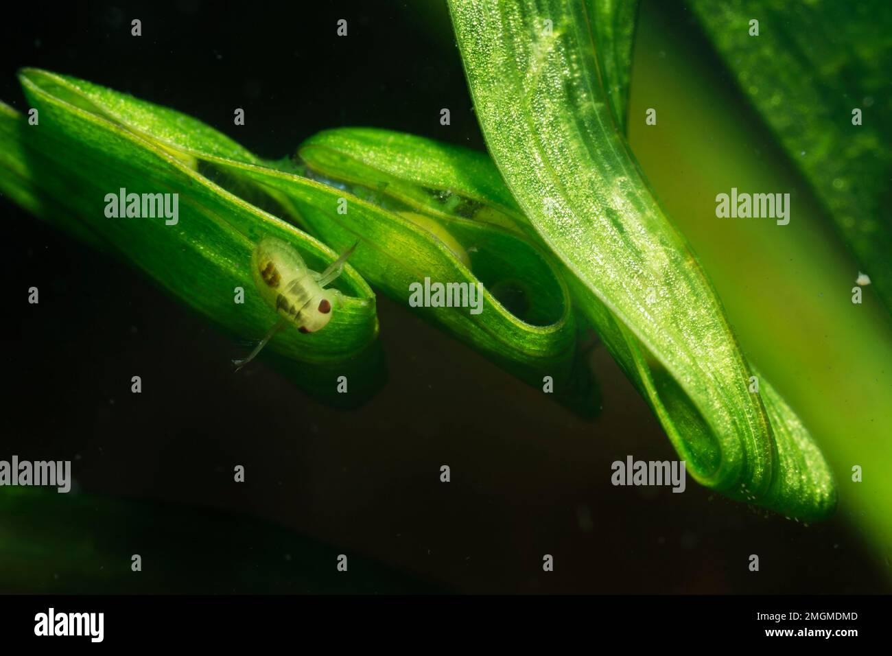 Water bug (Corixidae sp) on an aquatic plant leaf and newt eggs in the