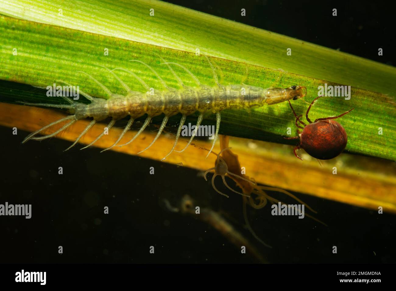 Water beetle (Dytiscidae sp) larva on a plant stem in a pond Loir et