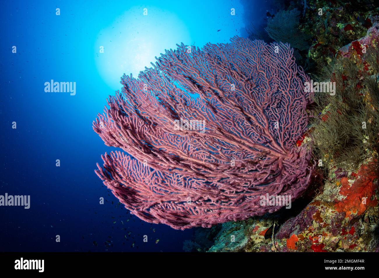 Red sea fan, (Echinogorgia sp.) on a wall, Ras Mohammed, Sinai Peninsula, Red Sea, Egypt Stock Photo