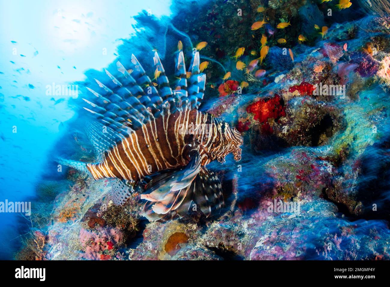 Red Filefish Red firefish, (Pterois volitans) on the reef close to the SS ...