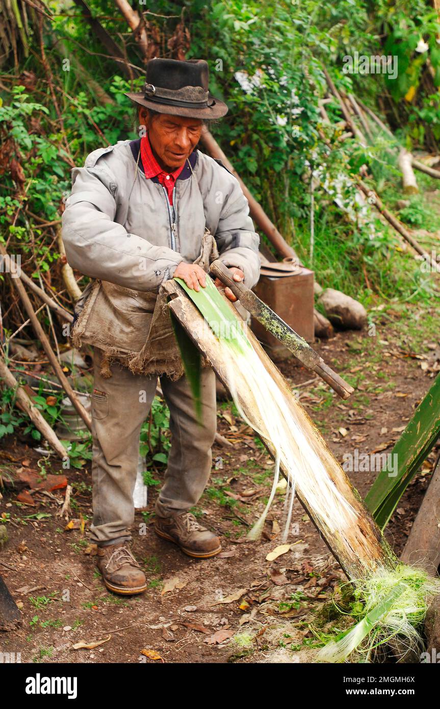 Old quechua man making sisal fibers used to make shoes and ropes. Andes ...