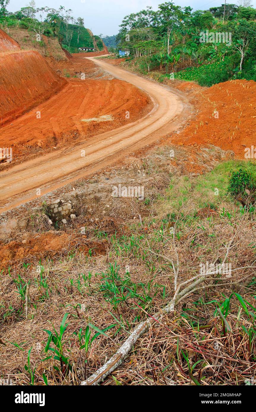 Opening of a road through the amazonian forest. Amazonia. Ecuador Stock ...