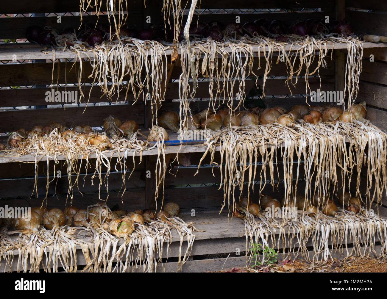 Racks of onions drying ready for storage in a shelter in a UK garden