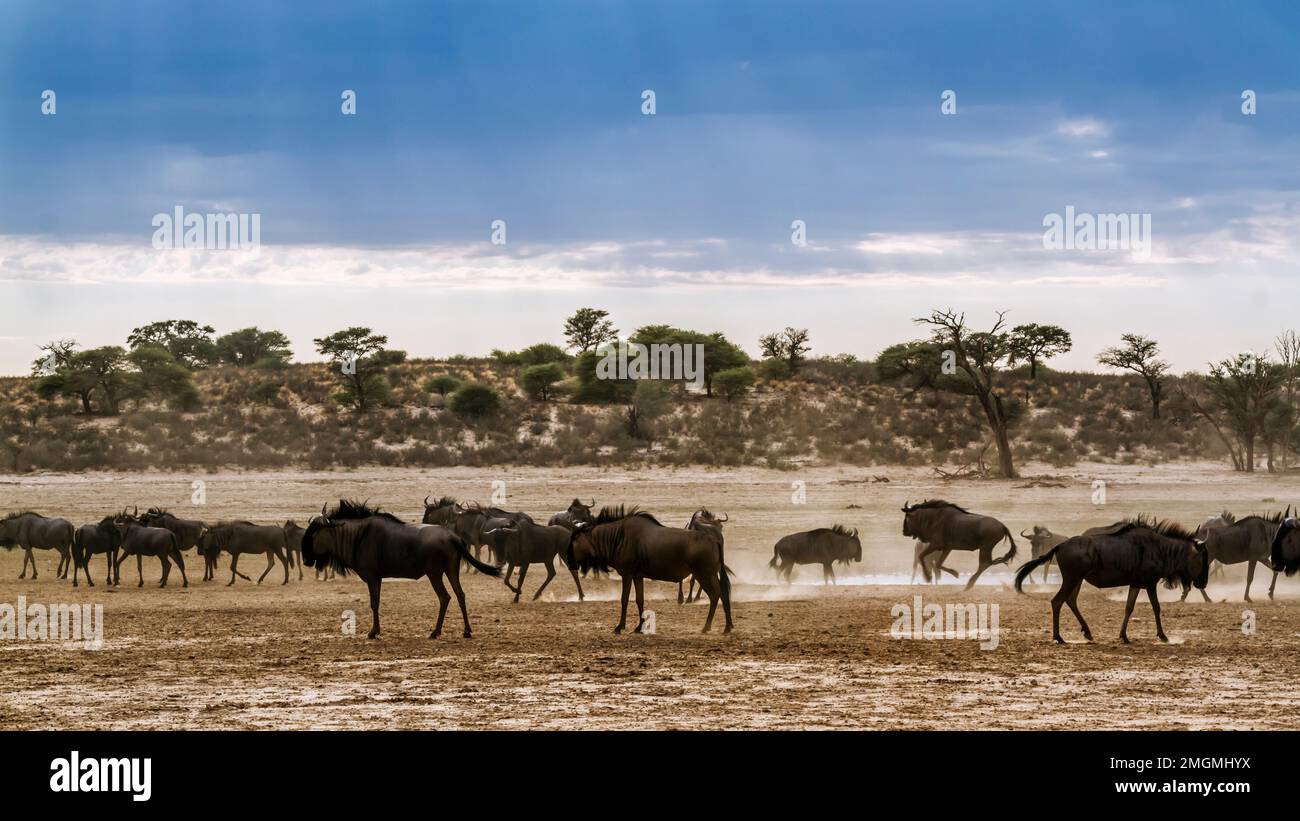 Scenery with herd of Blue wildebeest in Kgalagadi transfrontier park, South Africa ; Specie Connochaetes taurinus family of Bovidae Stock Photo