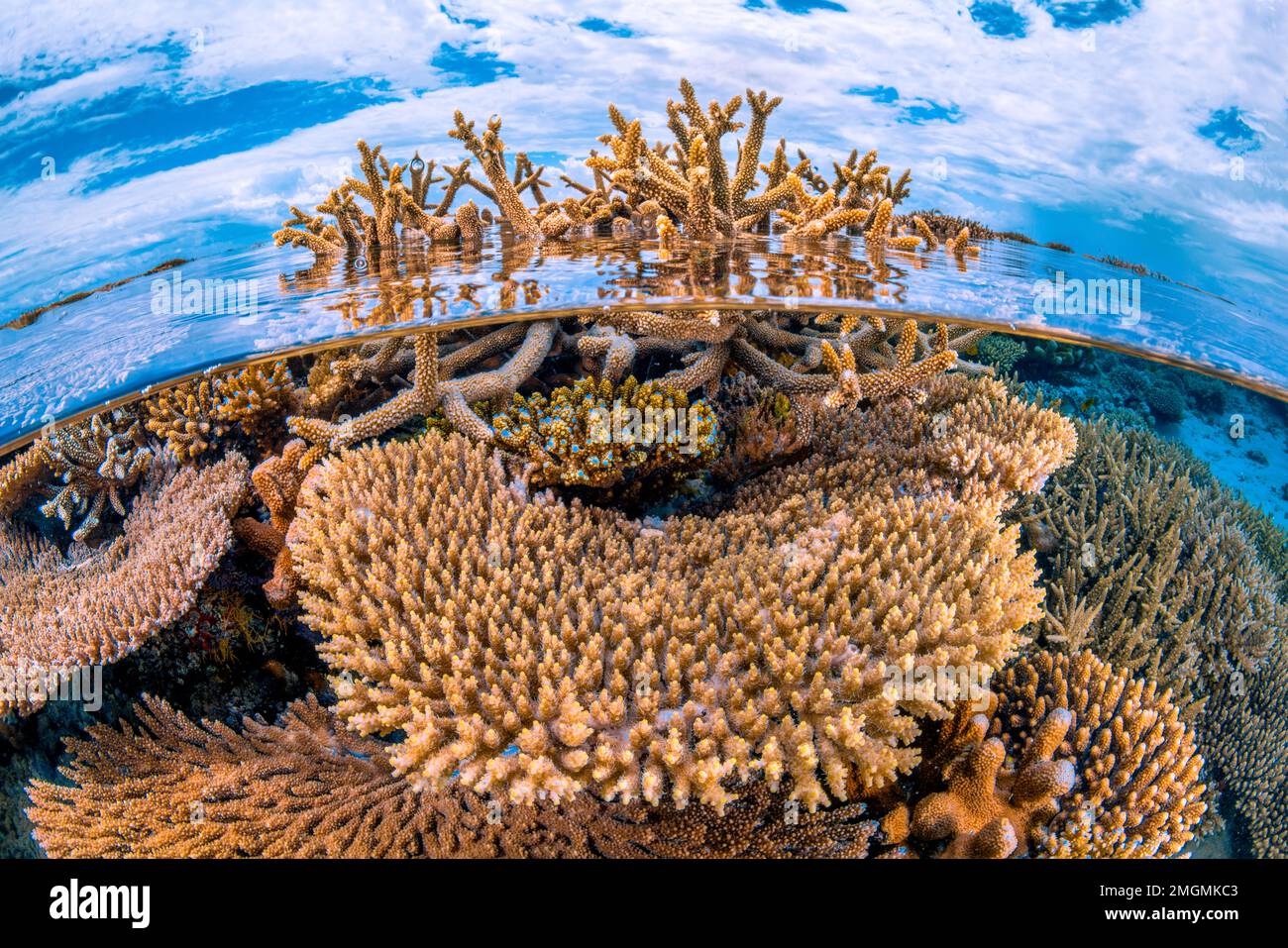 The Caribbean coral Acropora palmata will not vanish without a fight •