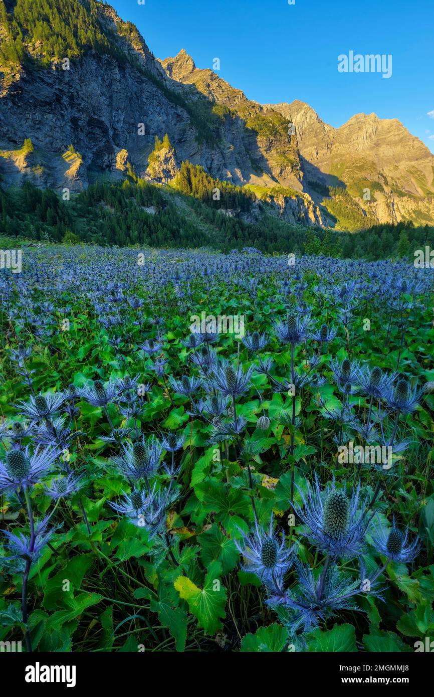Alpine Sea holly (Eryngium alpinum) in the Ecrins National Park, the