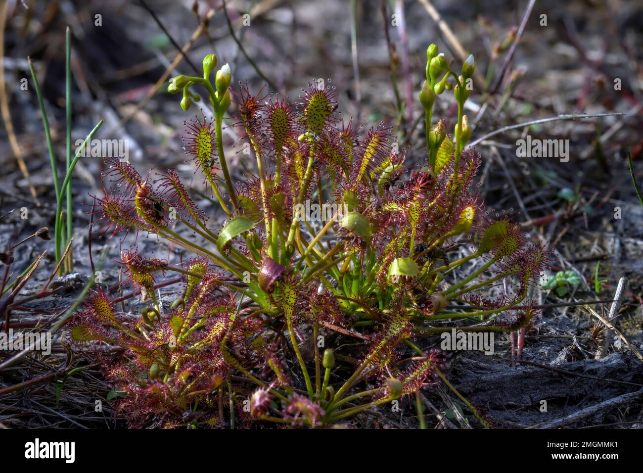 Great Sundew (Drosera longifolia) in a peat bog in the Northern Vosges, France Stock Photo