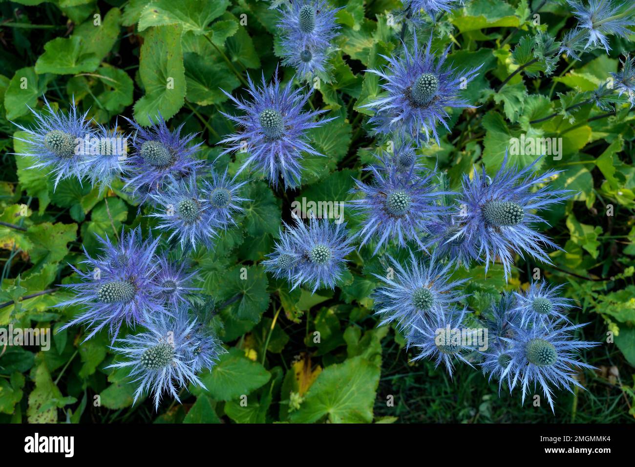 Alpine Sea holly (Eryngium alpinum) in the Ecrins National Park, the