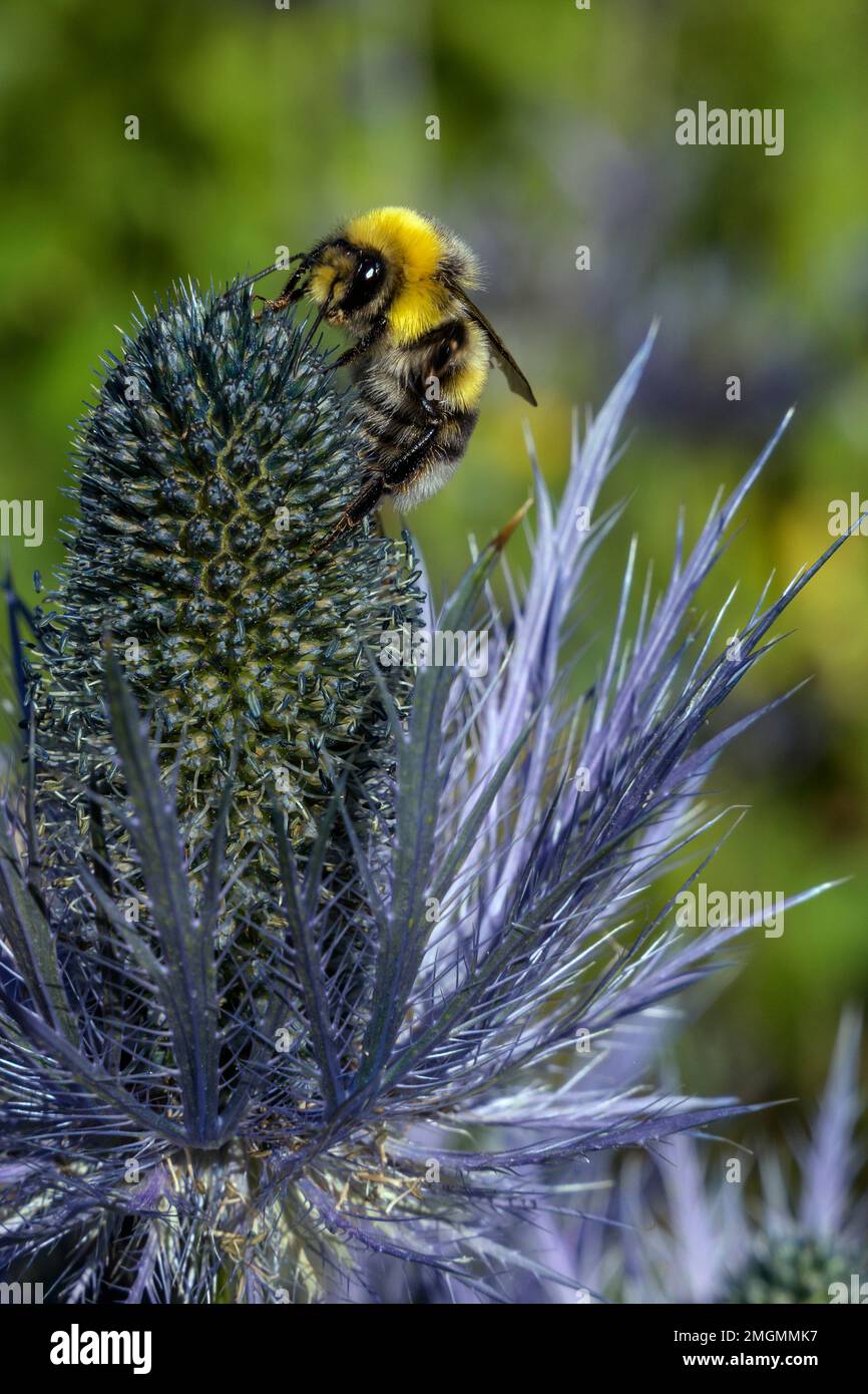 Bumblebee on an Alpine Sea Holly (Eryngium alpinum) in the Ecrins National Park. Deslioures