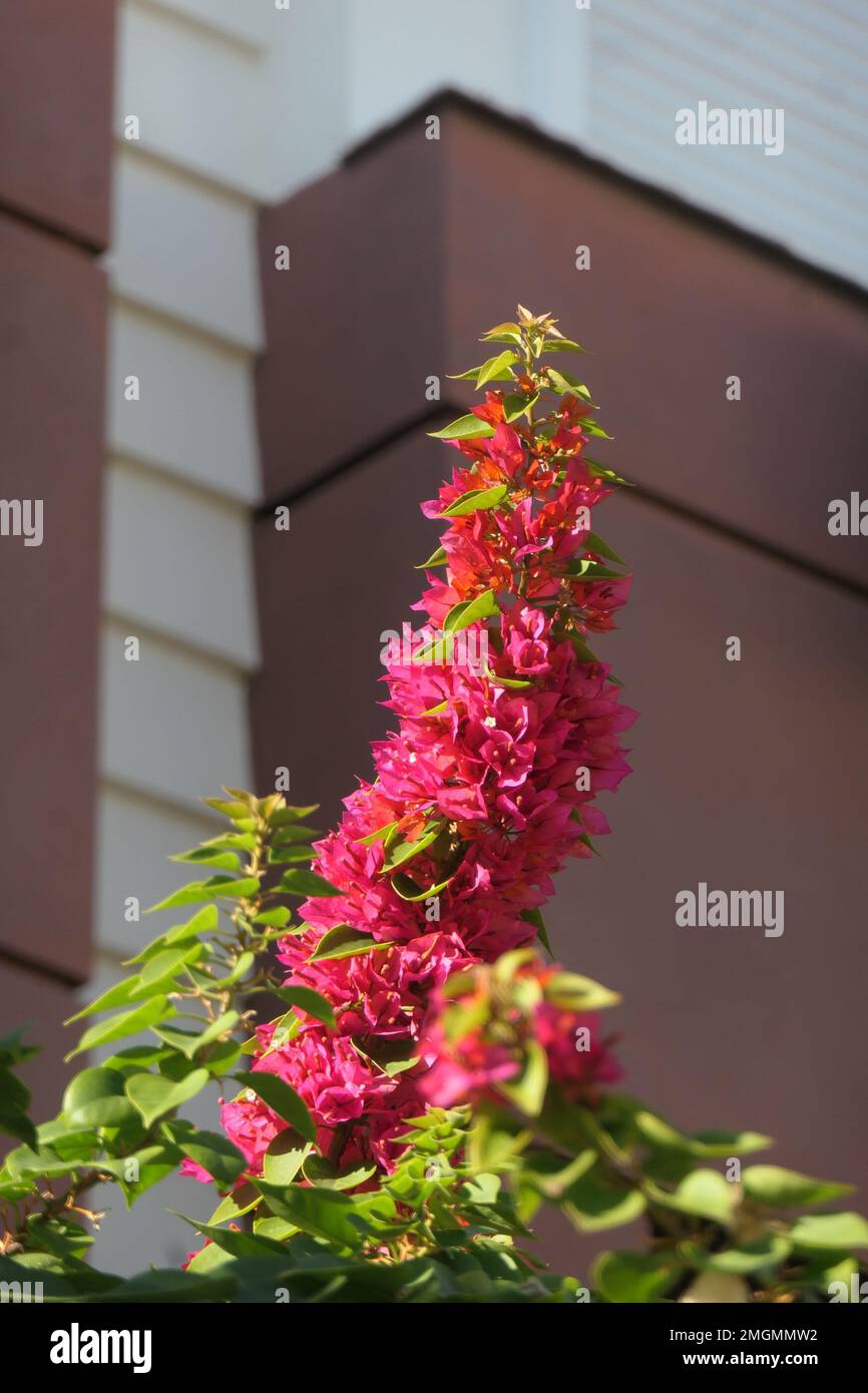 Bougainvillea grows up in the patio Stock Photo