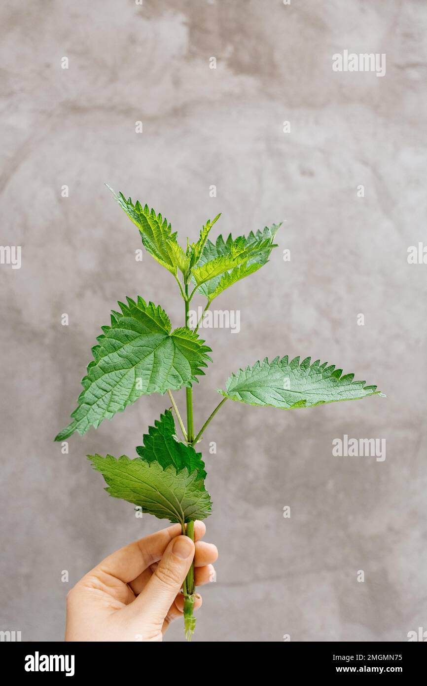Green young stem of nettle in hand on gray background. Direct view. Medicinal plant. In traditional medicine, it is used as a diuretic for skin diseases, cough, and hair loss. Soft selective focus Stock Photo
