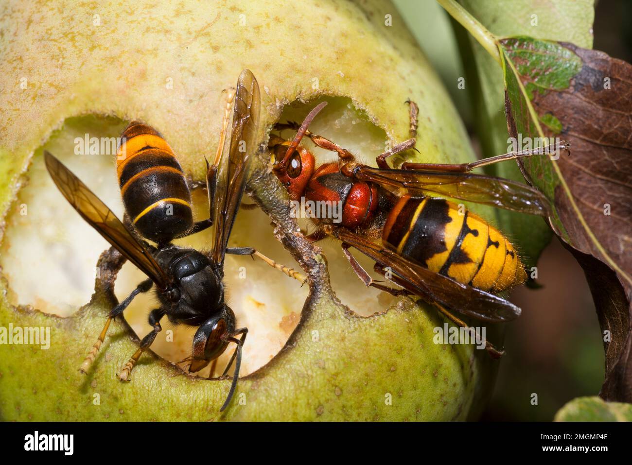 European (Vespa crabro) on the right and Asian (Vespa