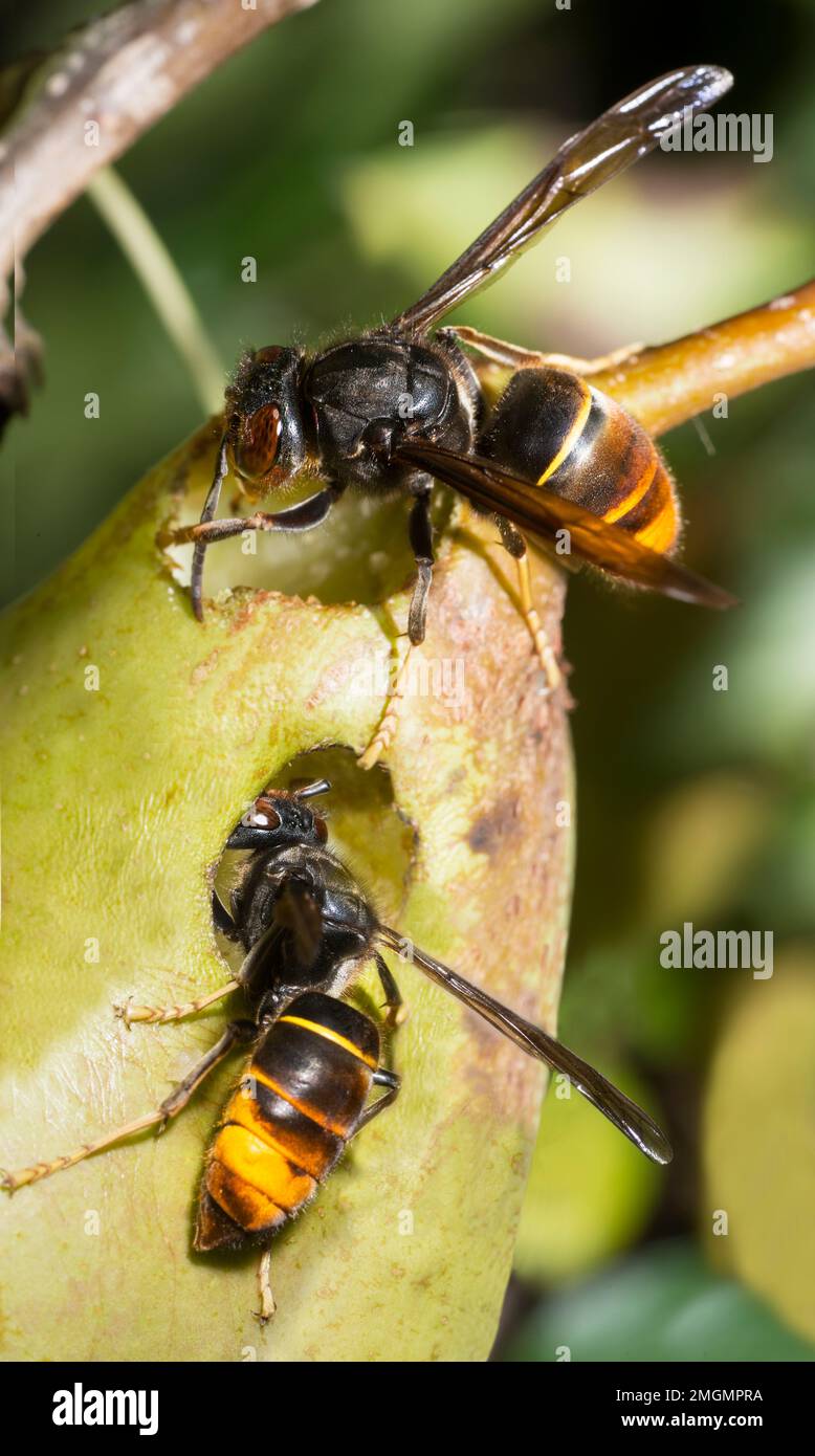 Asian (Vespa velutina), eating a pear, Pays de Loire, France — free download