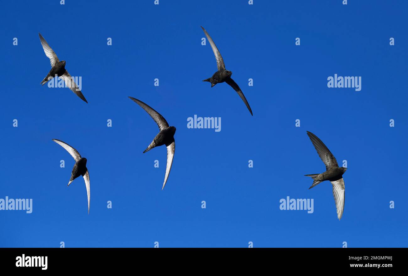 Common Swift (Apus apus) fliht in a squadron, Vosges du Nord Regional