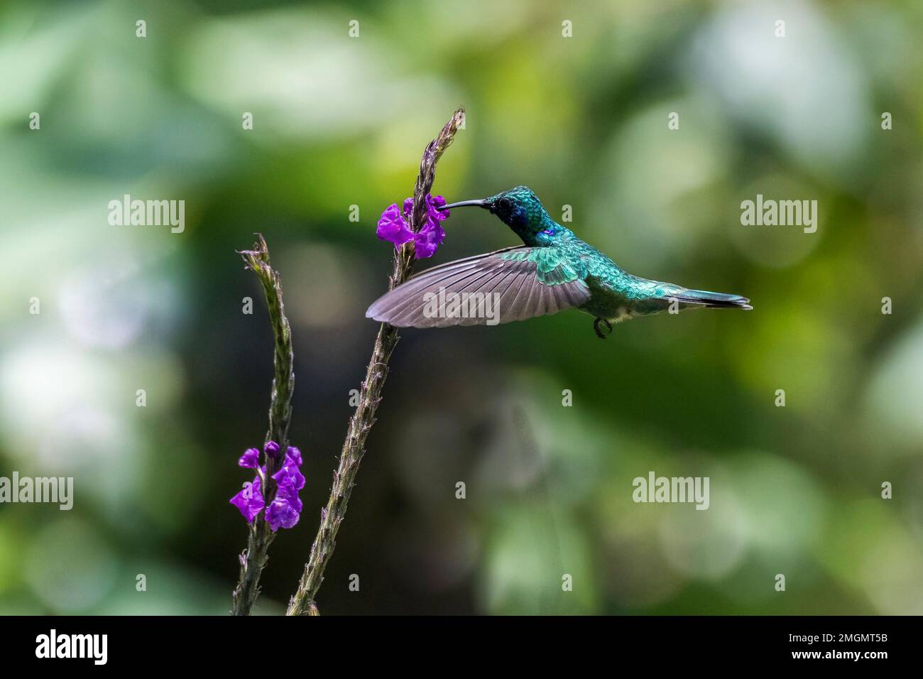 Green Violet-ear (Colibri thalassinus) feeding in flight, Batsu garden