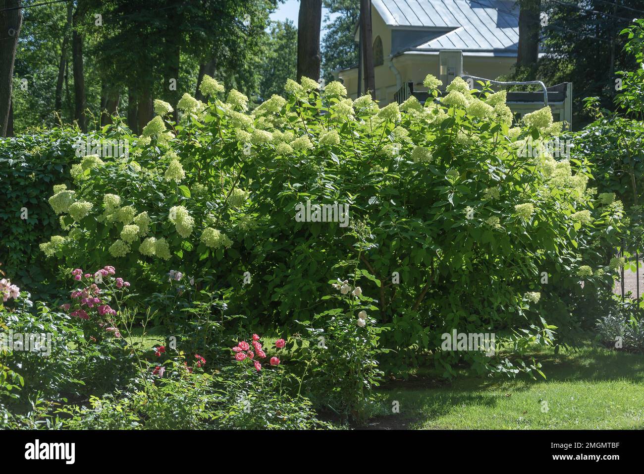 Blooming lush bushes of hydrangea paniculata, in a well-kept garden Stock Photo