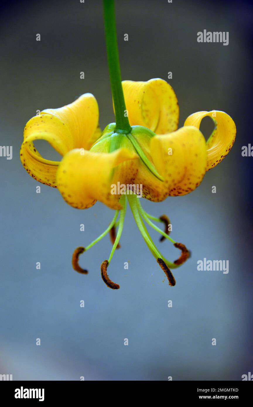 Single Yellow Lilium Lijiangense 'Turk's Cap' Lily Flower grown in the Alpine House at RHS Garden Harlow Carr, Harrogate, Yorkshire, England, UK. Stock Photo