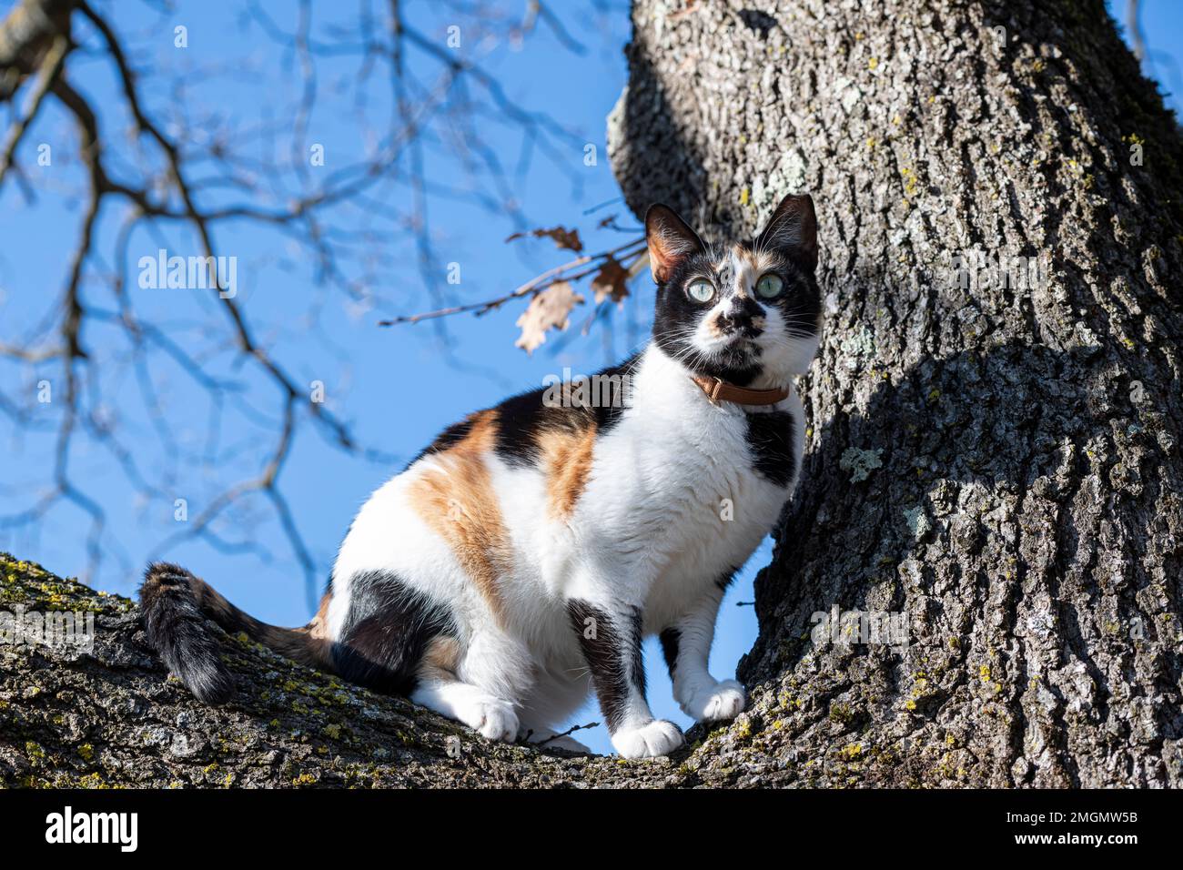 A vibrant multicolored cat perched on a bare oak tree in the winter landscape. The cat's fur is a mix of colours, orange, white, black with green eyes Stock Photo