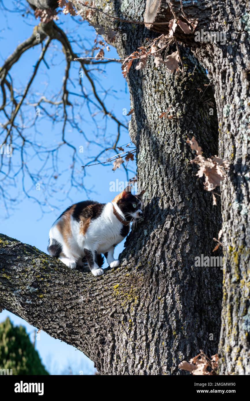 A vibrant multicolored cat perched on a bare oak tree in the winter landscape. The cat's fur is a mix of colours, orange, white, black with green eyes Stock Photo