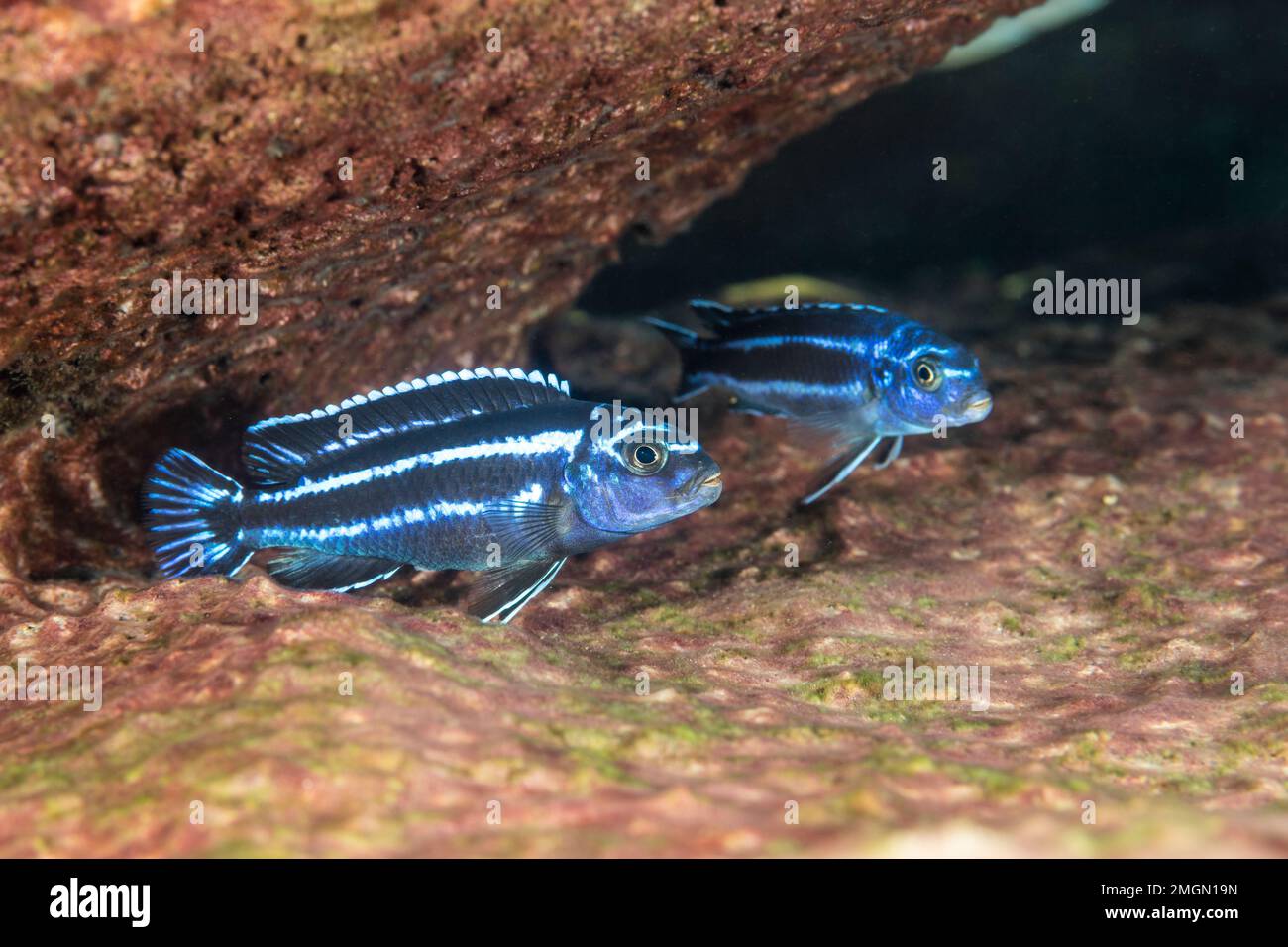 Couple of African Cichlids (Pseudotropheus cyaneorhabdos) also known as Maingano, is a species of cichlid endemic to Lake Malawi where it is only know Stock Photo