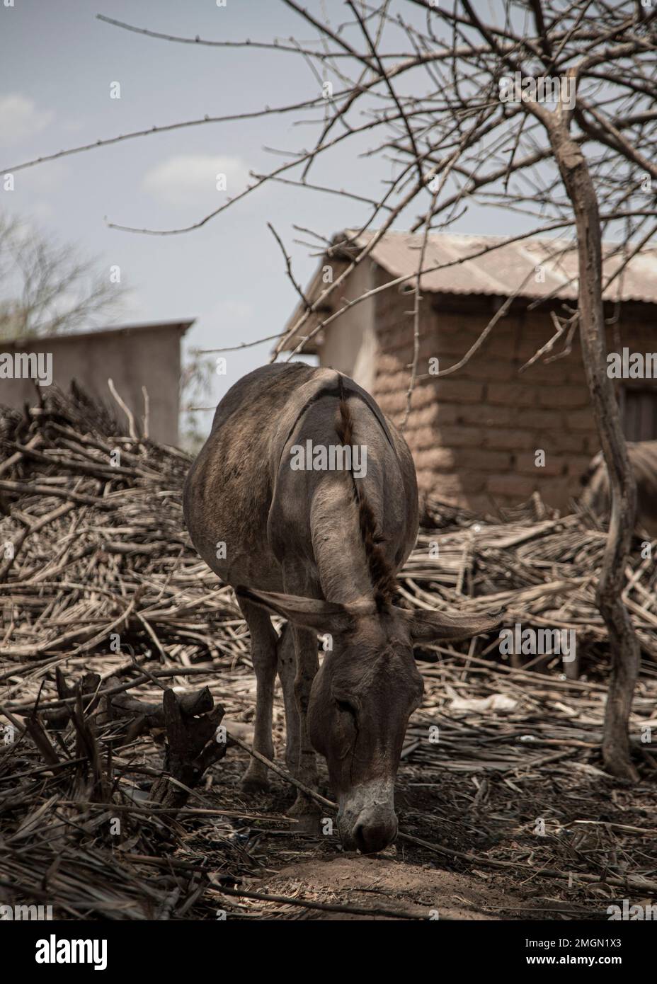 A vertical shot of a cow walking and grazing in an abandoned area Stock ...