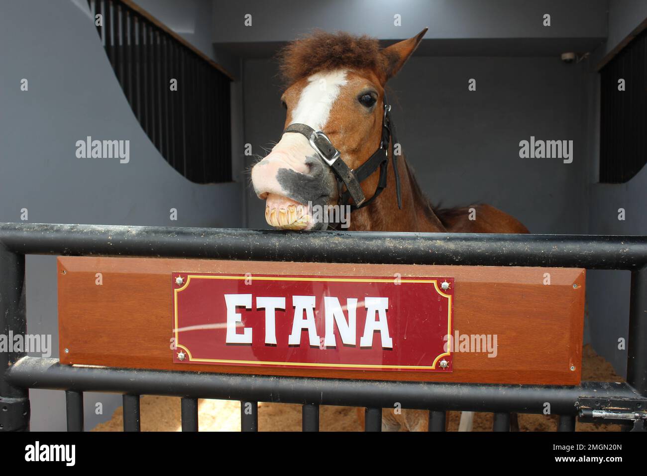 brown pony named ethana Stock Photo