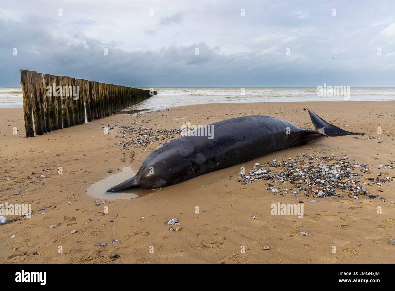 Northern Bottlenose Whale (Hyperoodon ampullatus) female stranded on the beach at Sangatte, Pas de Calais, France Stock Photo