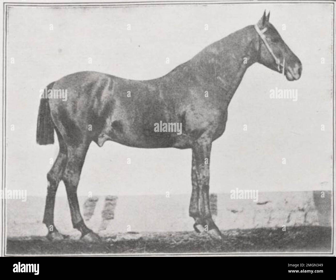 The founding stallion Conquérant, ancestor of the French trotter breed, born in 1858 Stock Photo