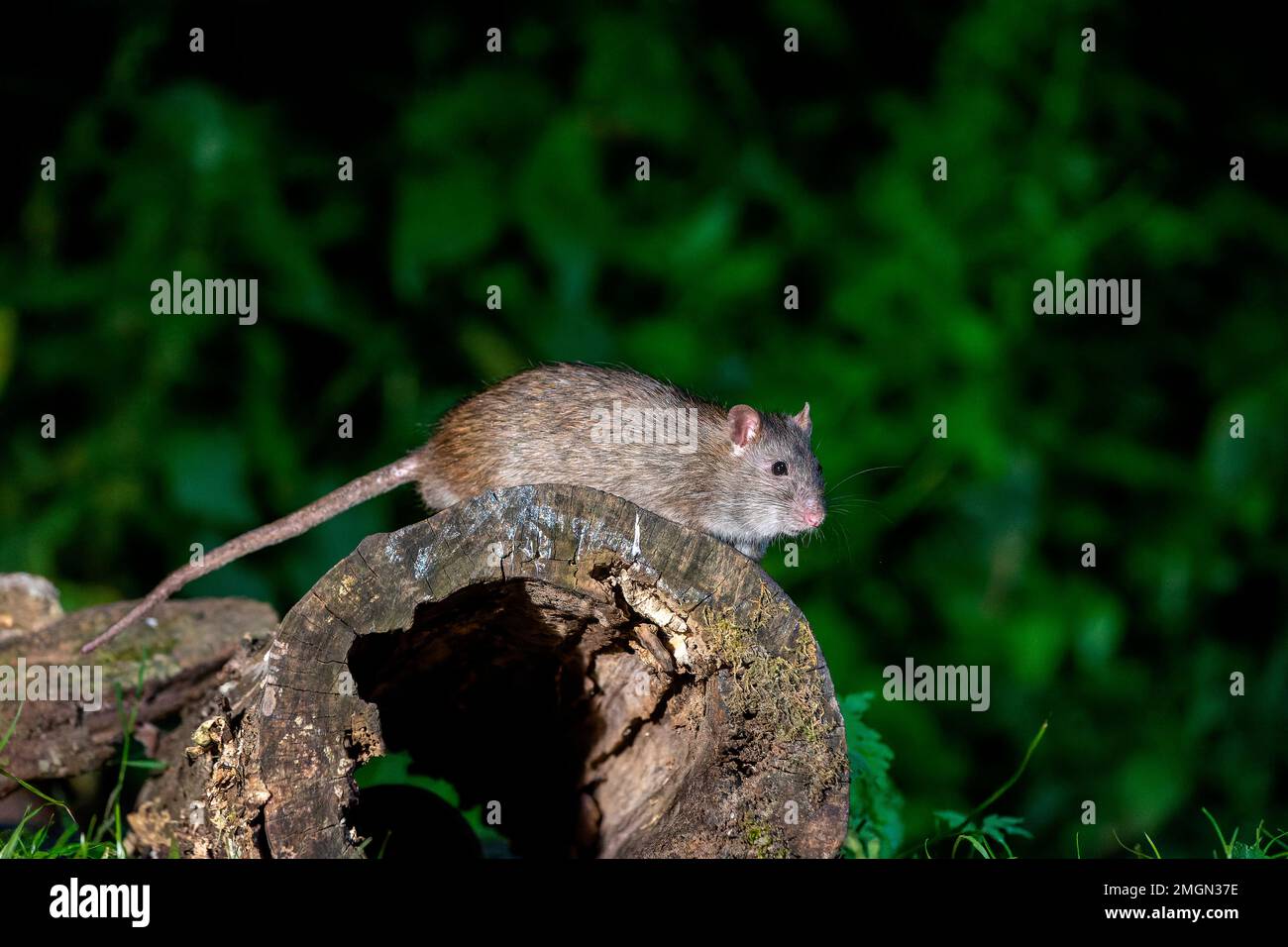 Brown rat, also referred to as common rat, street rat, sewer rat, Hanover rat, Norway rat, brown