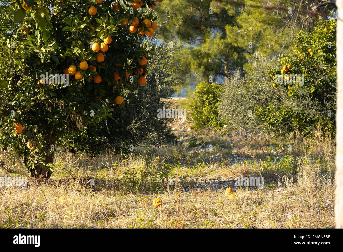 Orange tree with fallen oranges on a background of faded grass Stock