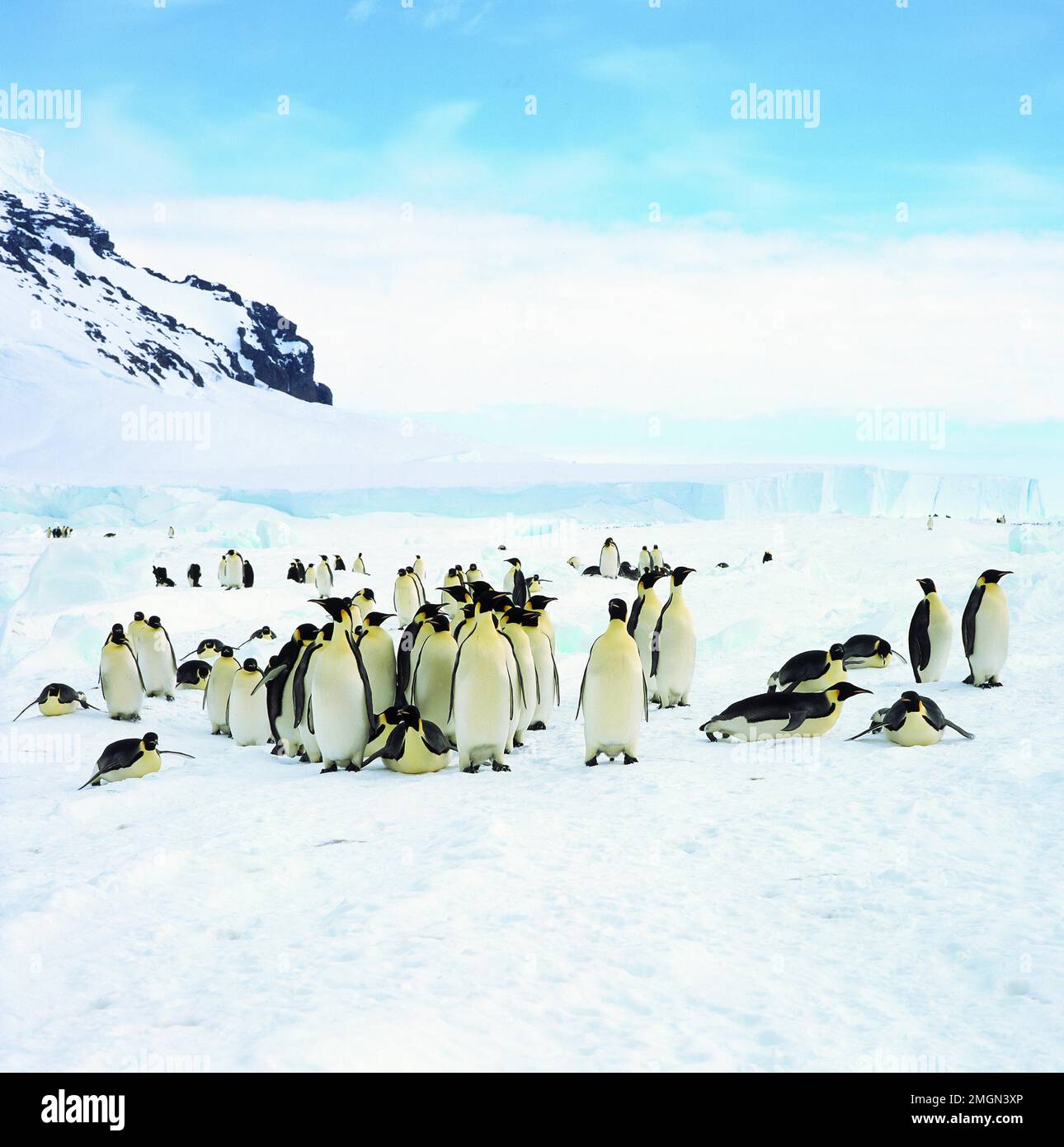 Emperor penguin (Aptenodytes forsteri) colony on Coulman Island, Ross Sea, Antarctica. Stock Photo