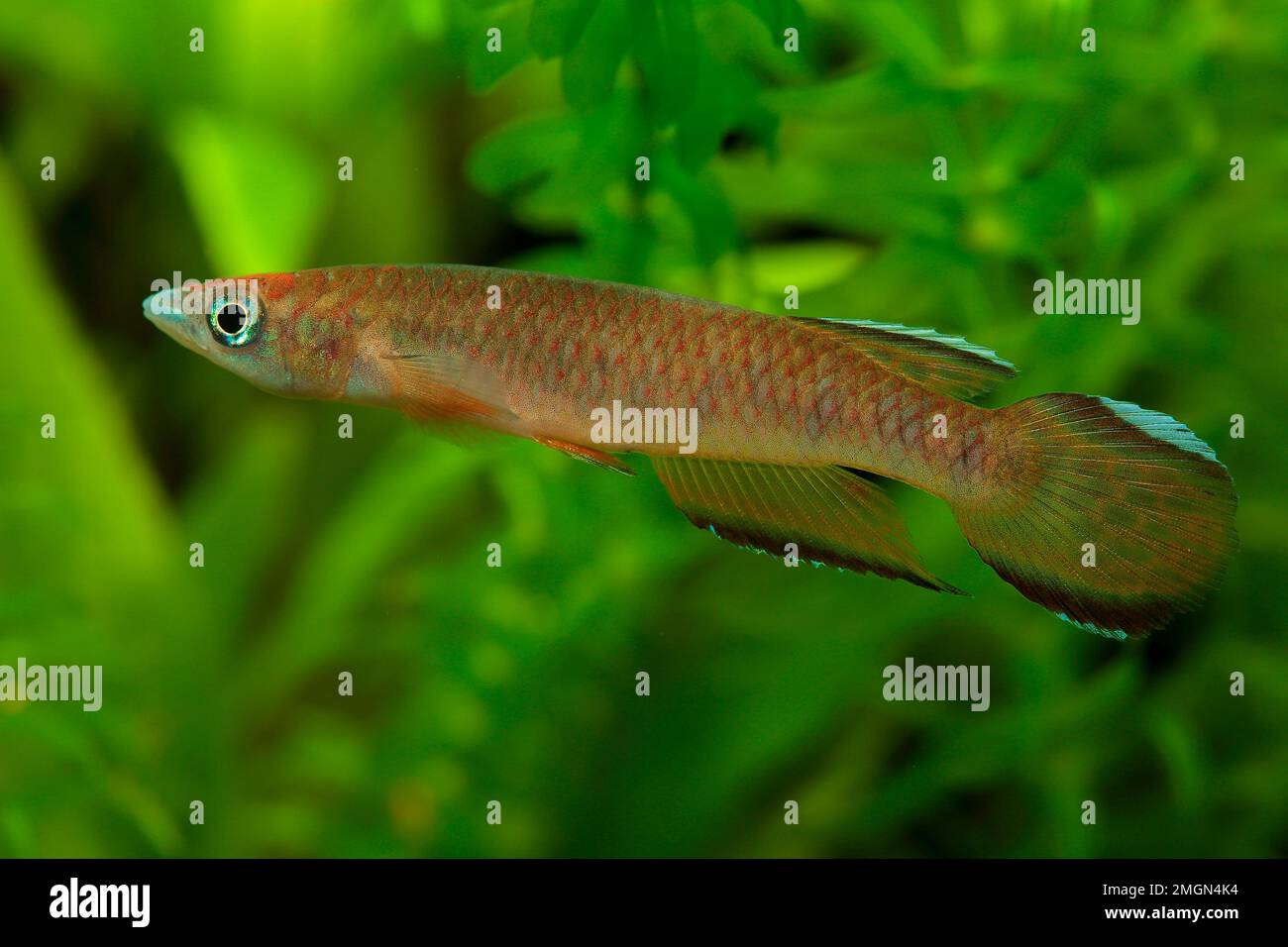 Roloff's killi (Epiplatys roloffi) male profile in aquarium Stock Photo