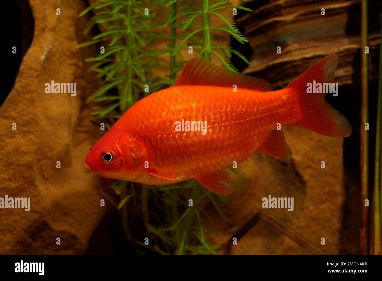 View of Goldfish (Carassius auratus) adult in an aquarium Stock Photo - Alamy