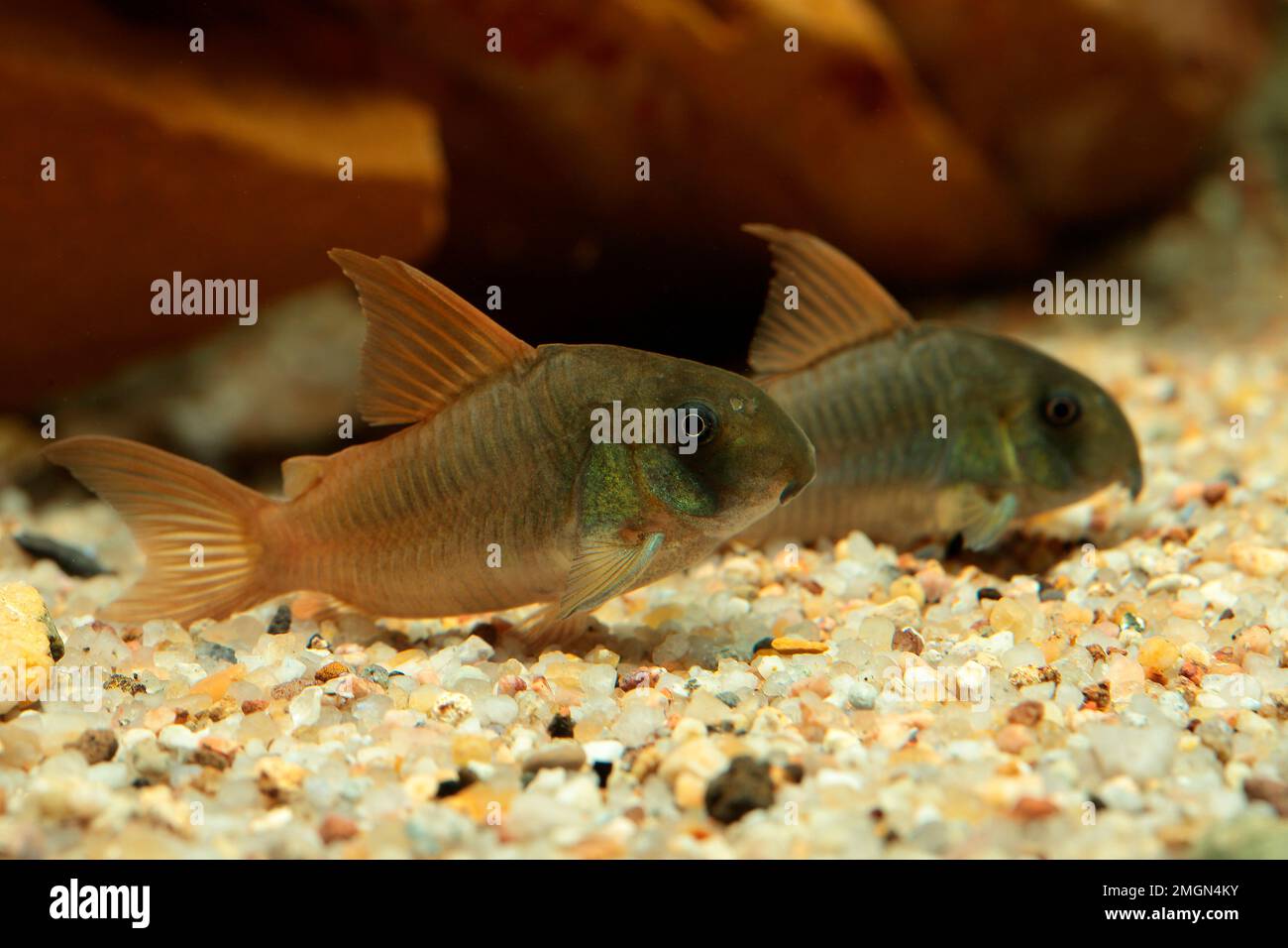 Bronze Corydoras (Corydoras aeneus) 'black venezuela', Corydoras 'black