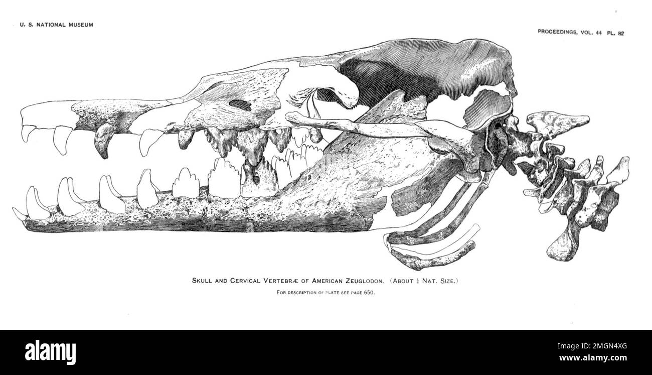 ull and neck of Basilosaurus as reconstructed by Gidley 1913. Stock Photo
