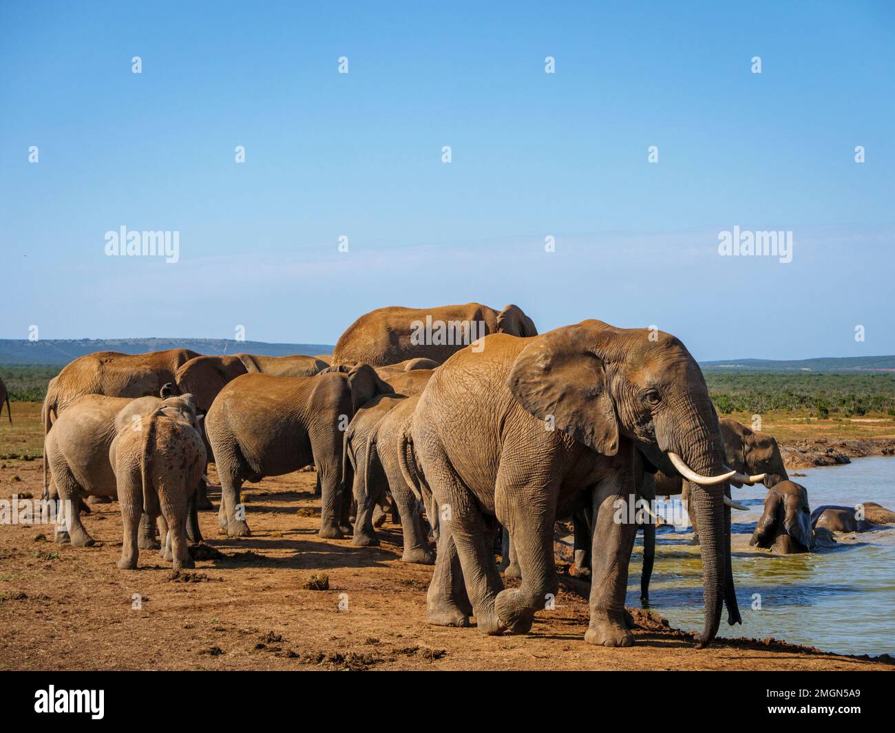 African bush elephant (Loxodonta africana) drinking at a waterhole. Eastern Cape. South Africa Stock Photo