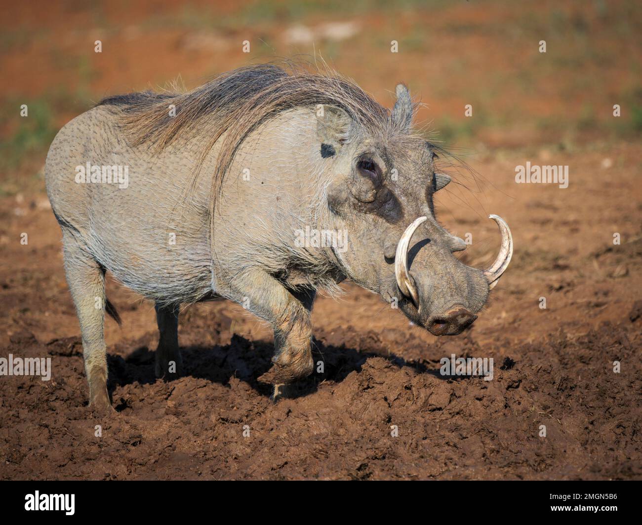 Common Warthog (Phacochoerus Africanus) With Large Tusks. Eastern Cape ...