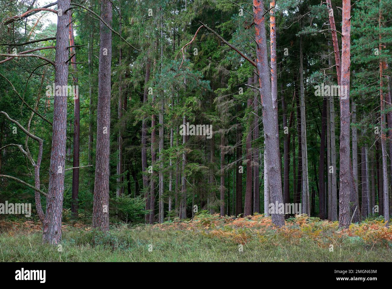 Pinefir forest (Pinus sylvestris Picea abies), Vosges du Nord