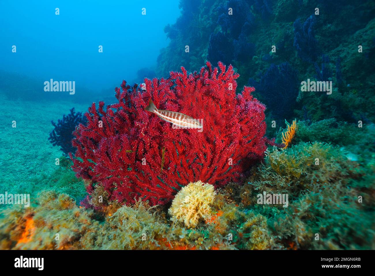 Red Gorgonian Paramuricea Clavata Pyramids Diving Site Le Dramont red-gorgonian-paramuricea-clavata-pyramids-diving-site-le-dramont